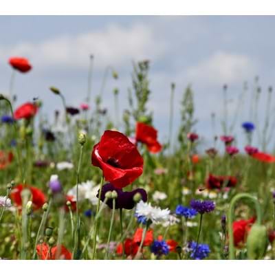 Blomster blanding