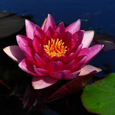 ÅKANDE (NYMPHAEA 'RENE GERALD')