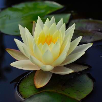 ÅKANDE (NYMPHAEA 'ODORATA SULPHUREA')