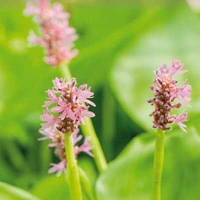 HJERTE VANDKÆRTE (PONTEDERIA CORDATA 'ROSEA')
