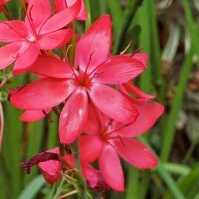 KAFFELILJE (SCHIZOSTYLIS COCCINEA 'MAJOR')