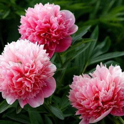 Bonderose 'Rosea Plena'