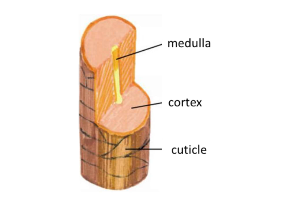 Structure du cheveu.