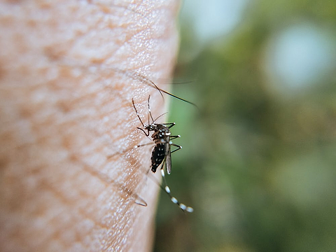Comment ne pas se faire piquer par un insecte ?