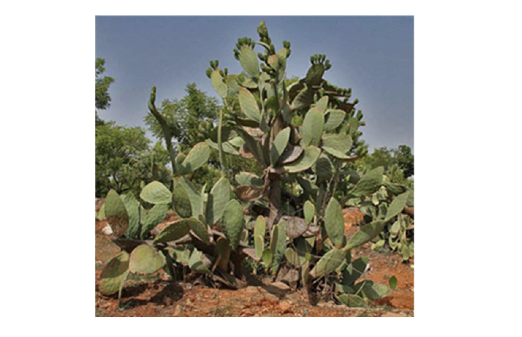 Figuier de Barbarie (Opuntia Ficus Indica).