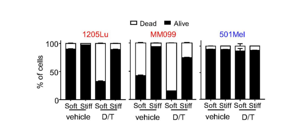 Quantification de l’apoptose dans des cellules dédifférenciées (en rouge) et mélanocytaires (en bleu) exposées pendant 72h à un véhicule ou à 1 μM de Dabrafenib et 0,1 μM de Trametinib (D/T).
