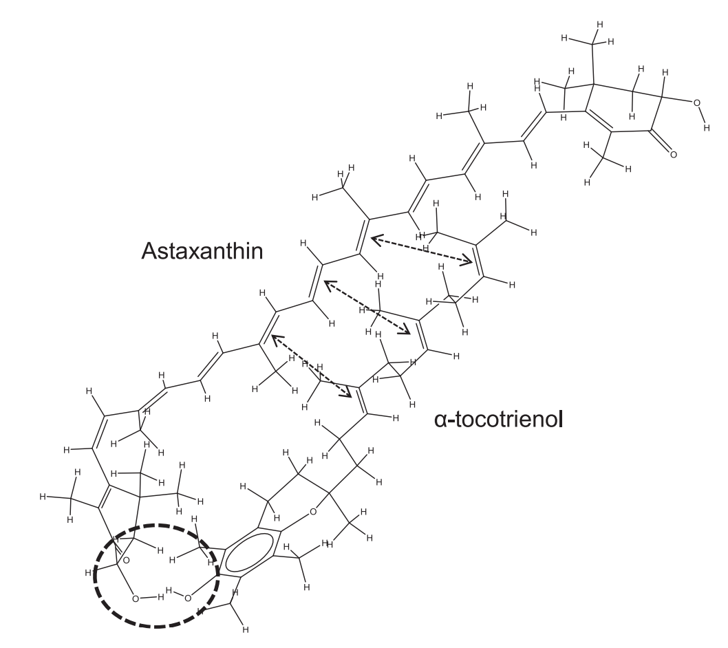 Interaction et synergie entre l'astaxanthine et la vitamine E.