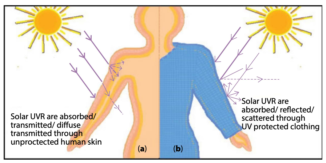 Représentation schématique des rayons UV à travers (a) une peau non protégée et (b) une peau protégée en utilisant des vêtements anti-UV.