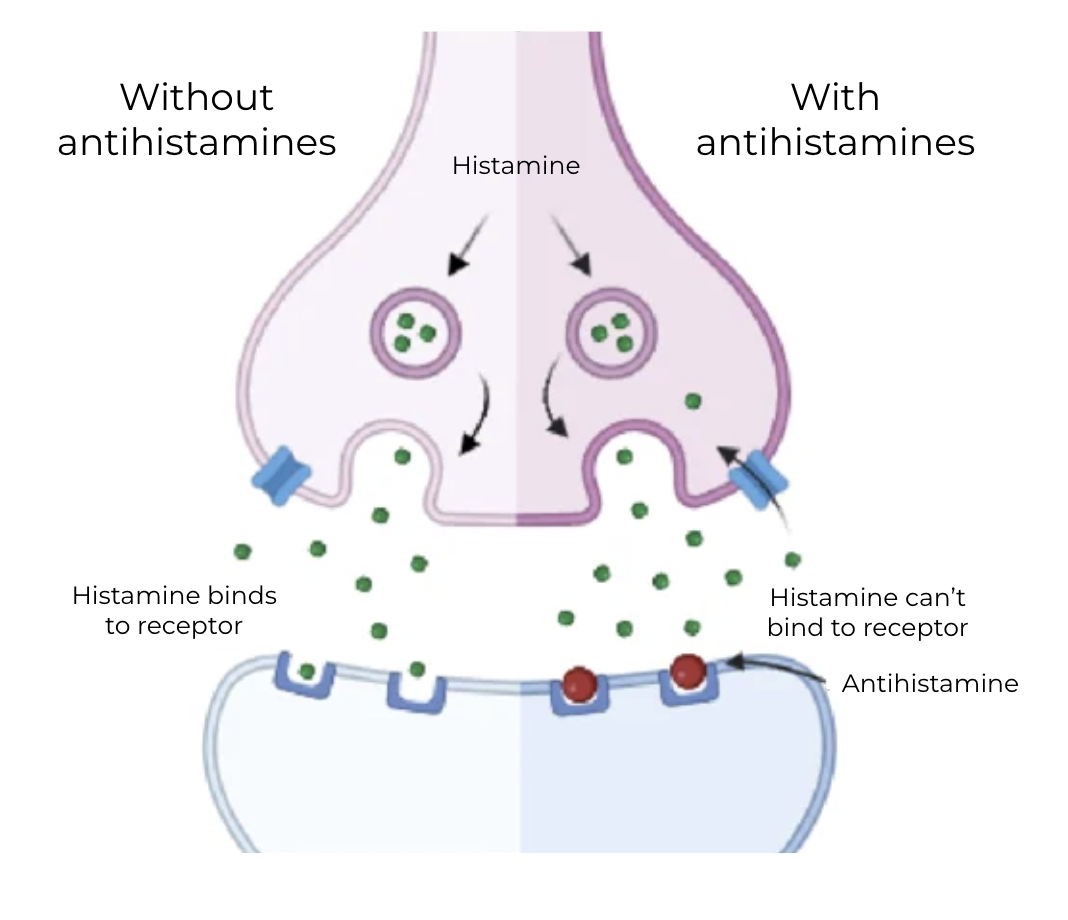Mécanisme d'action des anti-histaminiques.