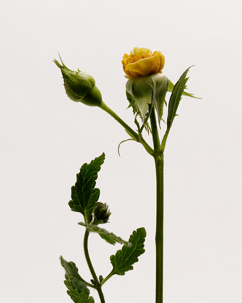 Différences entre verveine officinale et verveine citronnée.