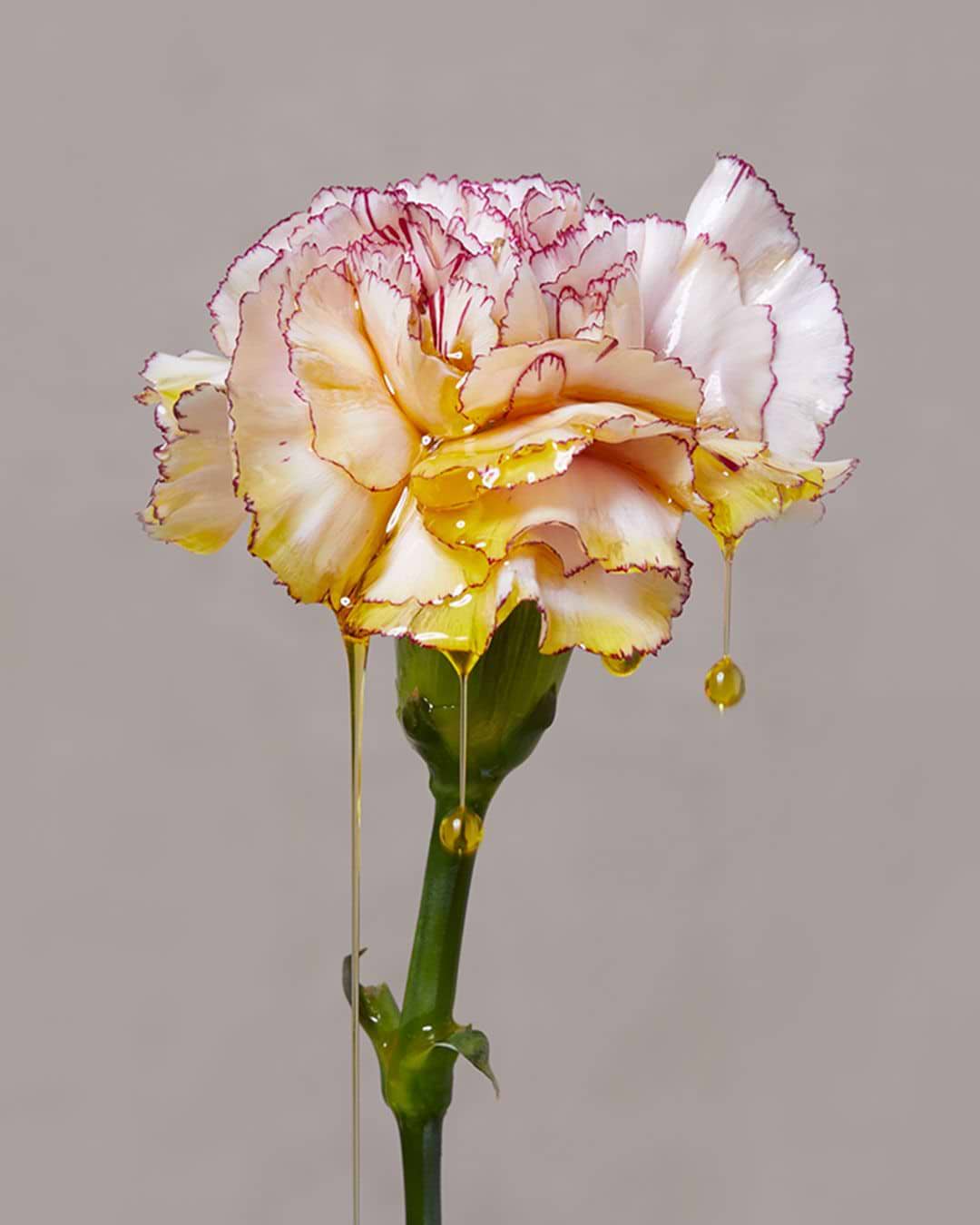 Méthode d'extraction huile essentielle de rose de Damas.