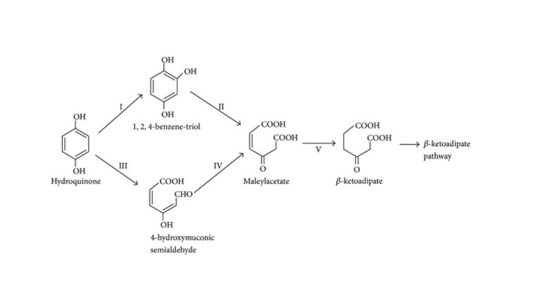 Deux voies de biodégradation de l’hydroquinone dans des conditions aérobies.