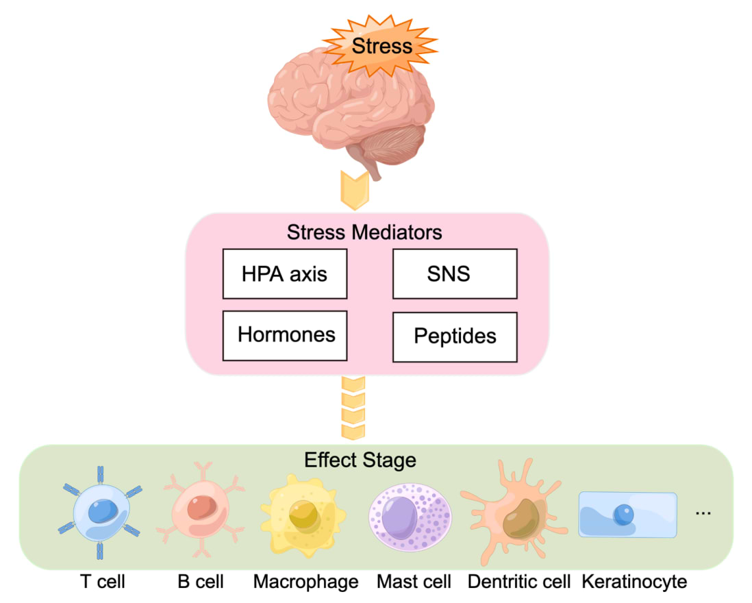 Le circuit de réponse au stress du corps.
