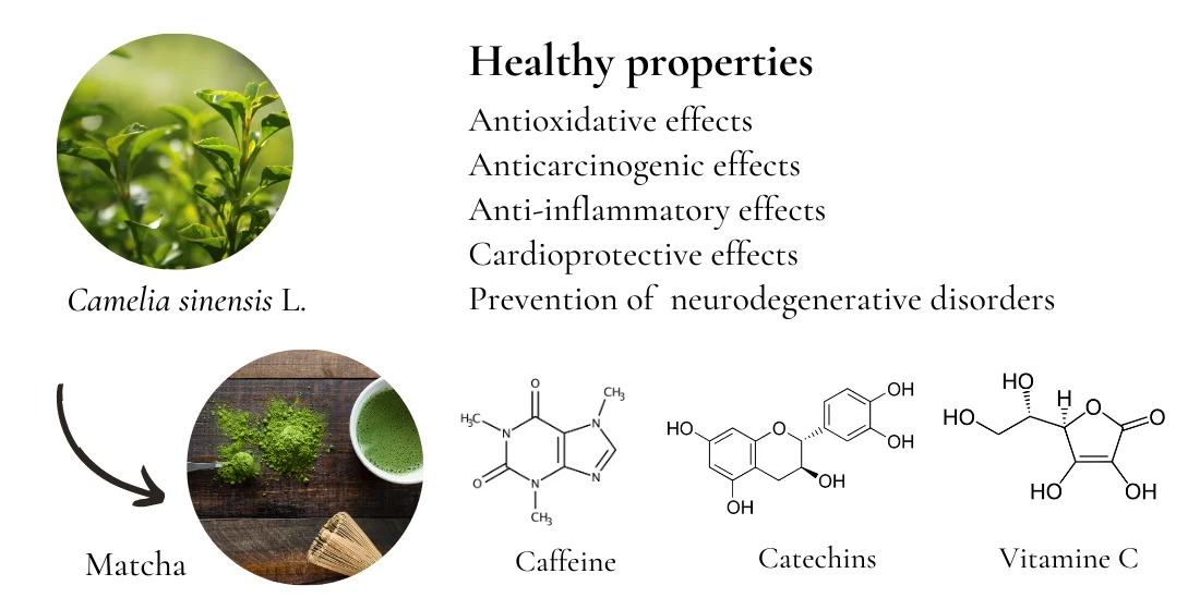 Les bienfaits du matcha pour la santé.
