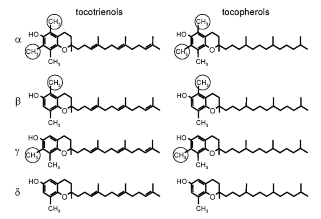 Les huit formes naturelles de la vitamine E.