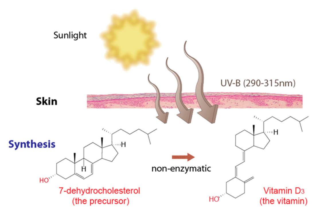 La synthèse de la vitamine D par la peau.