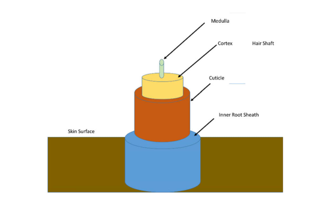 La structure des fibres capillaires.
