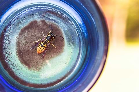 Beurre de karité pour apaiser les piqûres d'insectes.