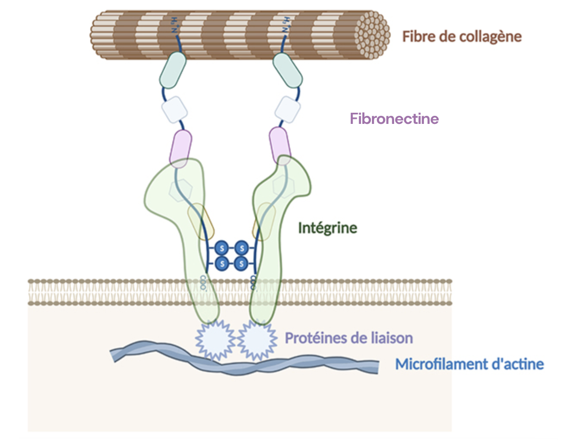 Complexe d'adhésion avec la fibronectine reliant la matrice extracellulaire au cytosquelette d'actine.
