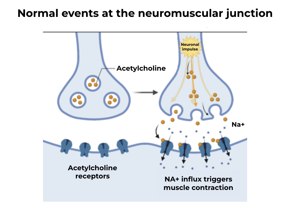 Libération d'acétylcholine à la jonction neuro-musculaire et contraction musculaire.