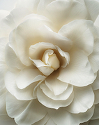Fiche d'identité : Cellules natives de rose blanche.