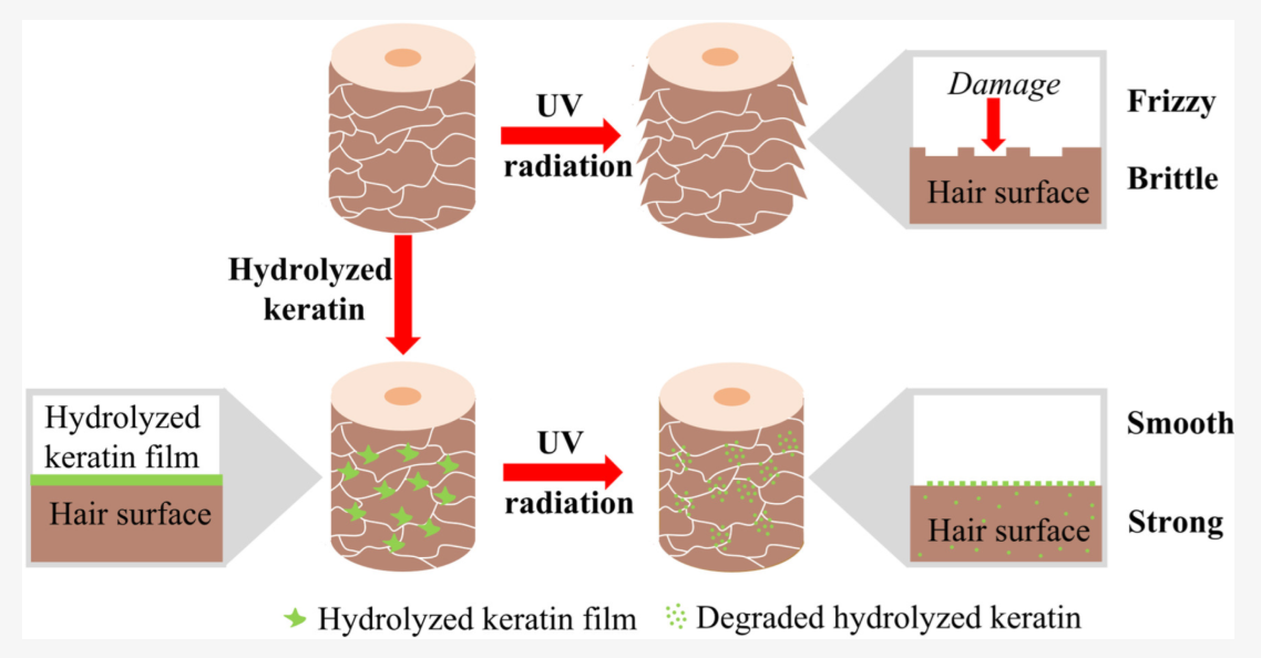 Photoprotection des cheveux par de la kératine hydrolysée.