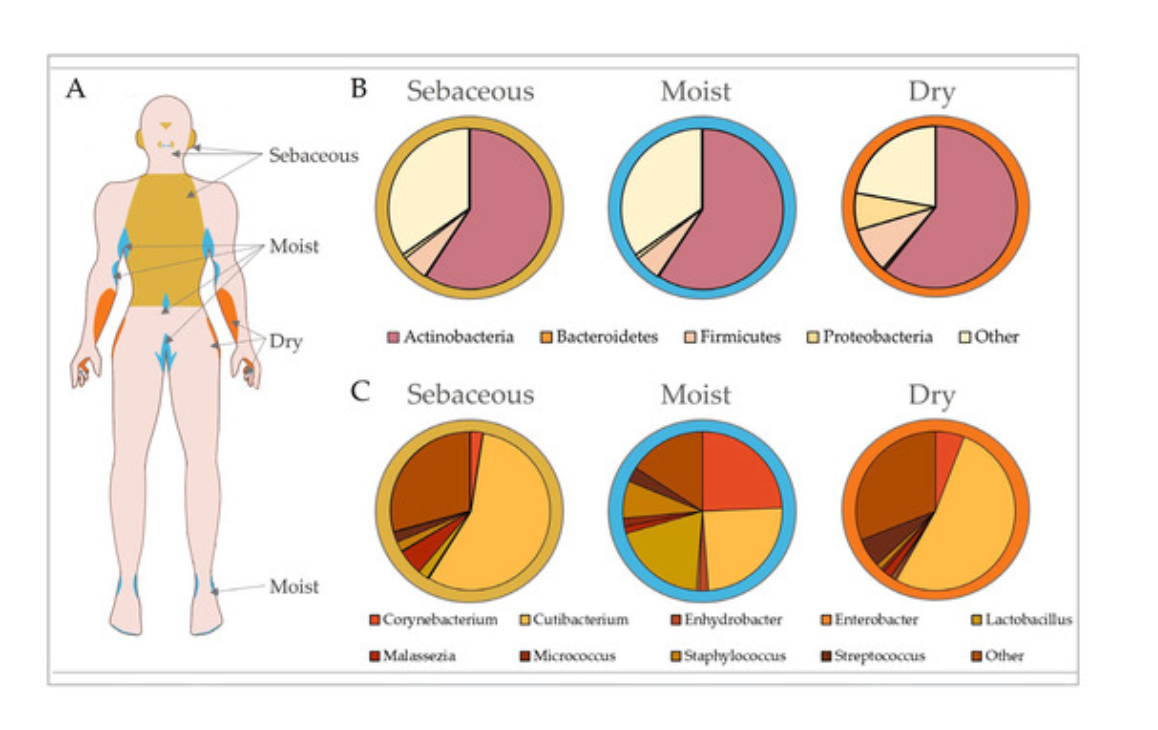 Le microbiote cutané selon les zones du corps.