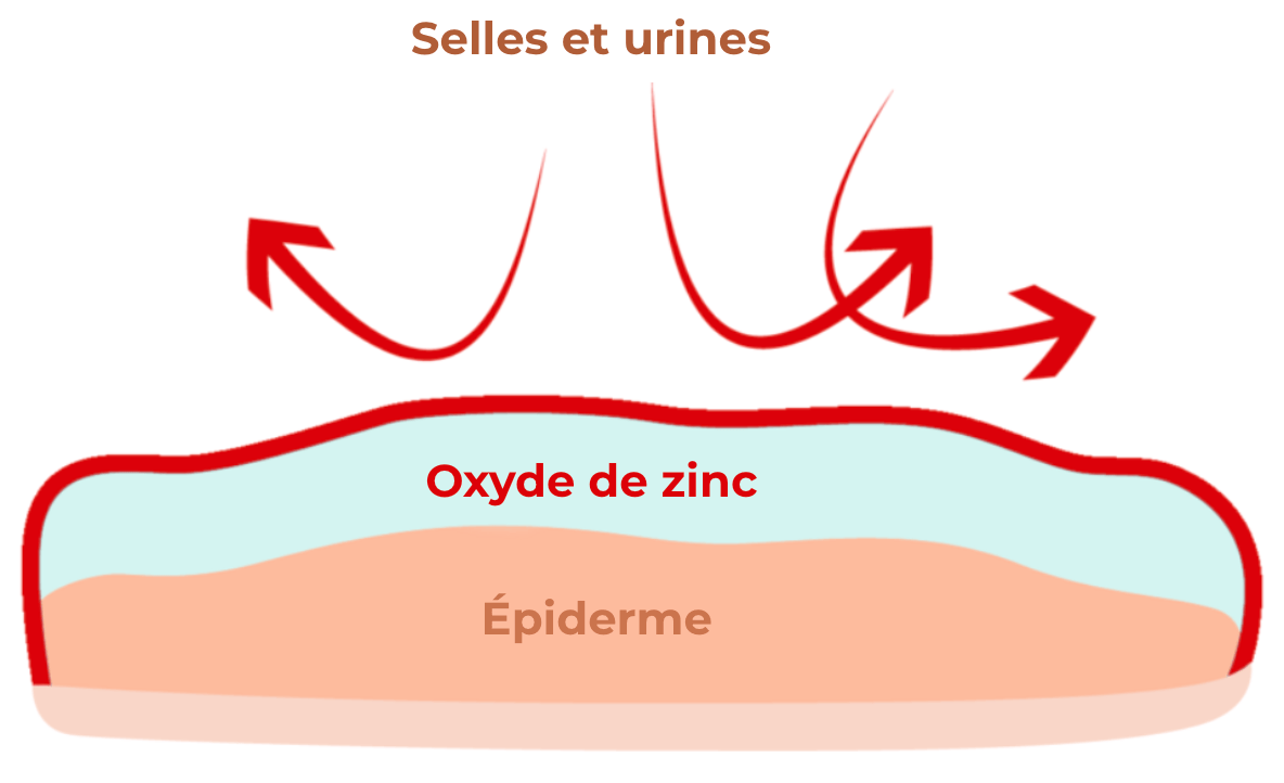 Mécanisme d'action de l'oxyde de zinc.