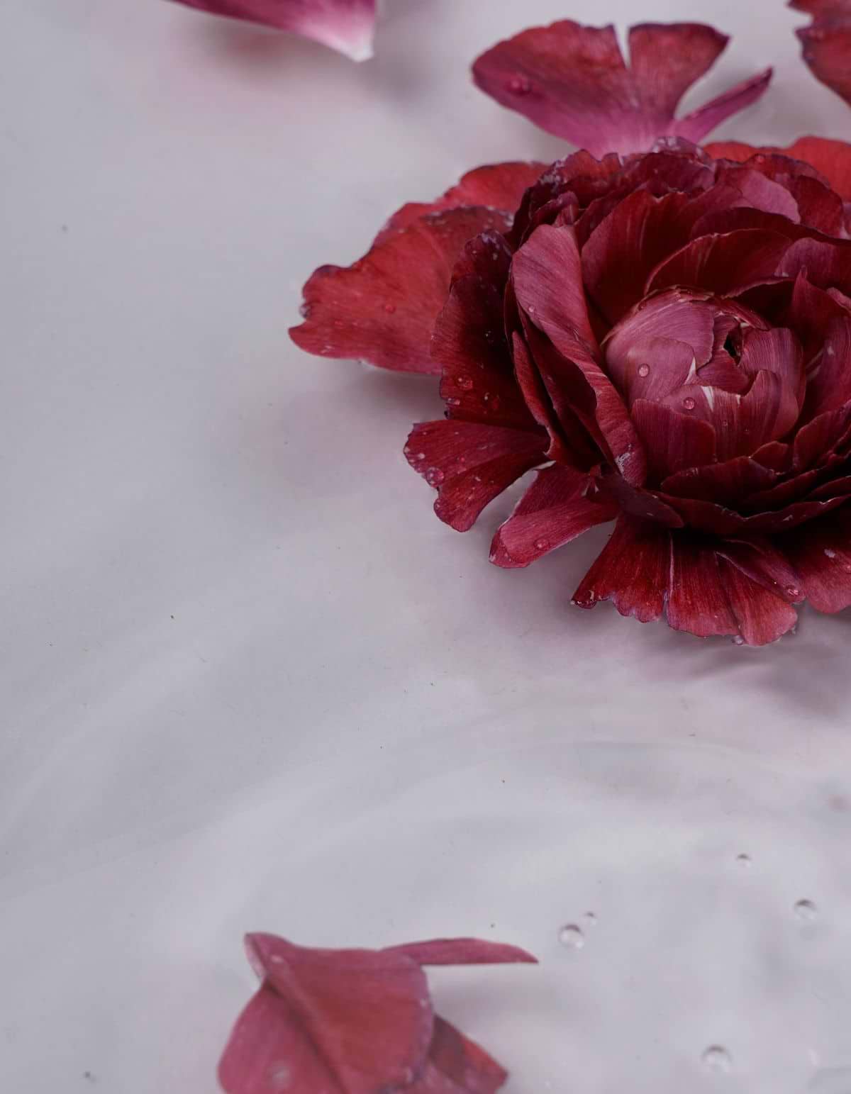 Informations sur l'huile essentielle de rose de Damas.