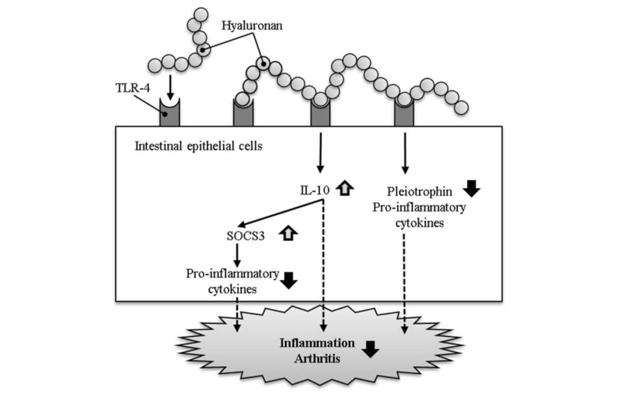 Mécanisme d'action de l'acide hyaluronique oral sur l'arthrite.