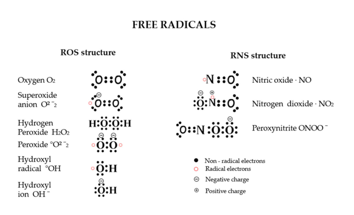 La structure des radicaux libres.