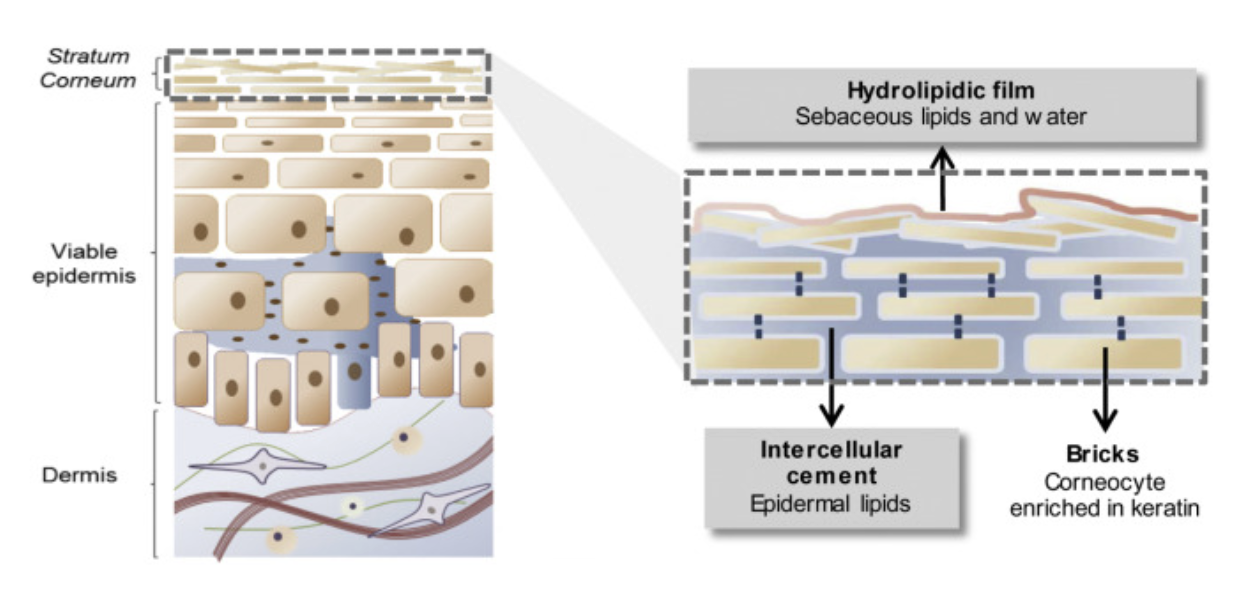 La structure de la peau et de la barrière cutanée.