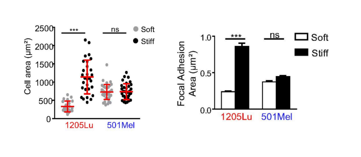 Étalement cellulaire et surface d'adhérence des cellules dédifférenciées (en rouge) et mélanocytaires (en bleu) selon la rigidité de la matrice extracellulaire.