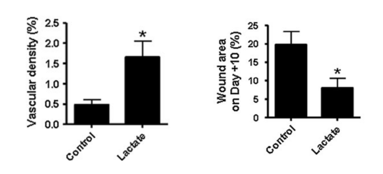 Effets d'une crème à 50 mM de sodium L-lactate sur la densité vasculaire et le diamètre des plaies chez la souris.