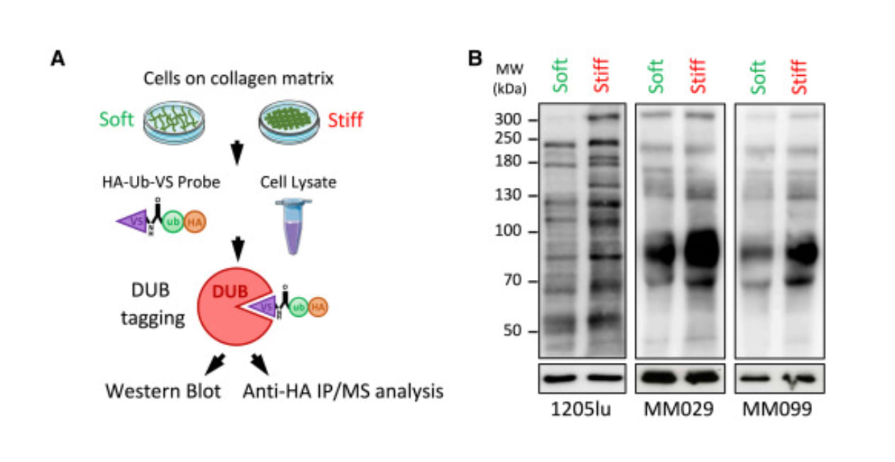 Principe de la méthode de marquage in vitro des MUB selon la rigidité de la matrice (A) et effet de la rigidité de la matrice sur l’activité des DUBs dans les cellules de mélanome 1205Lu, MM029 et MM099 cultivées pendant 72h sur des matrices rigides ou souples (B).