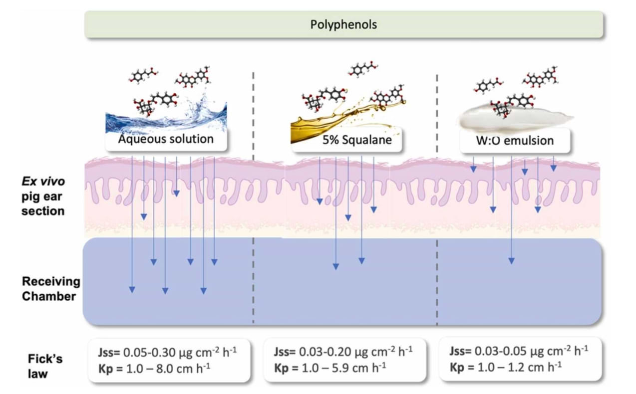Effets du squalane sur le pénétration et l'accumulation des polyphénols dans la peau.
