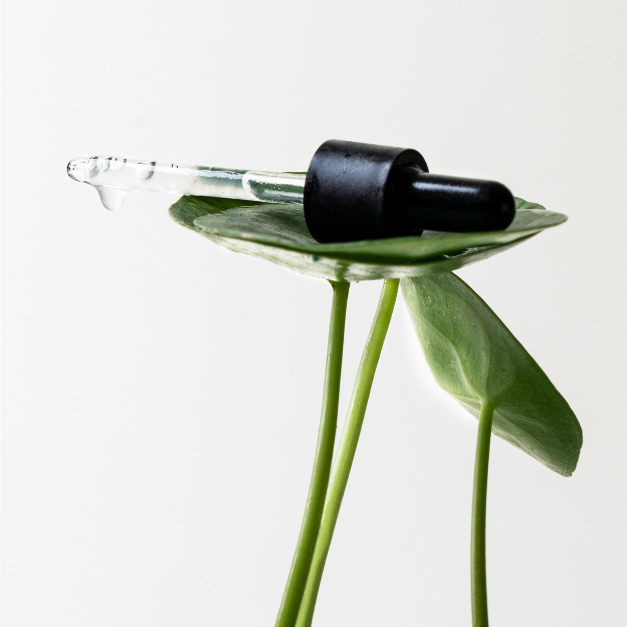 Sérum Anti-Marques PHA 14% + Centella asiatica — Typology