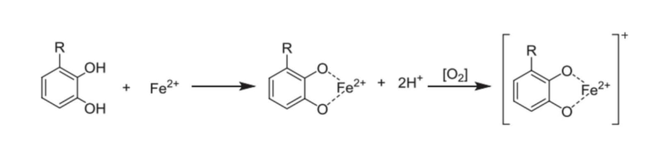 Mécanisme de chélation métallique des antioxydants phénoliques.