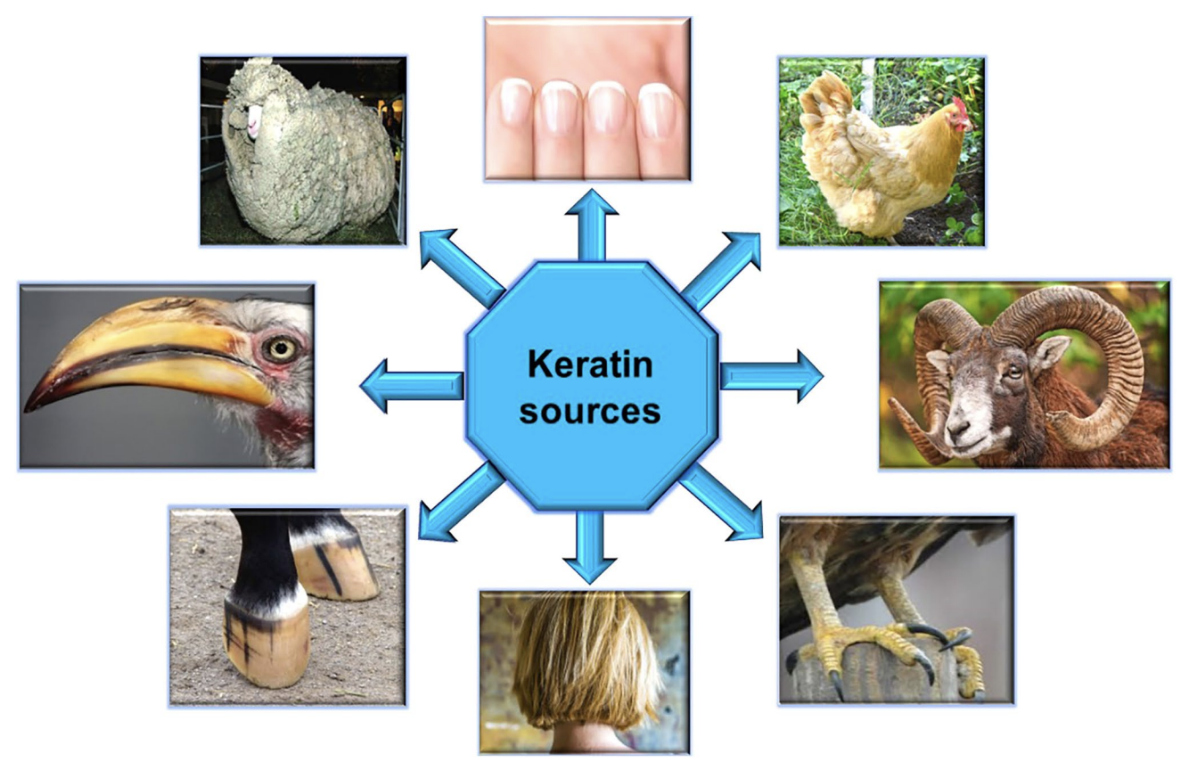 Les principales sources de kératine.