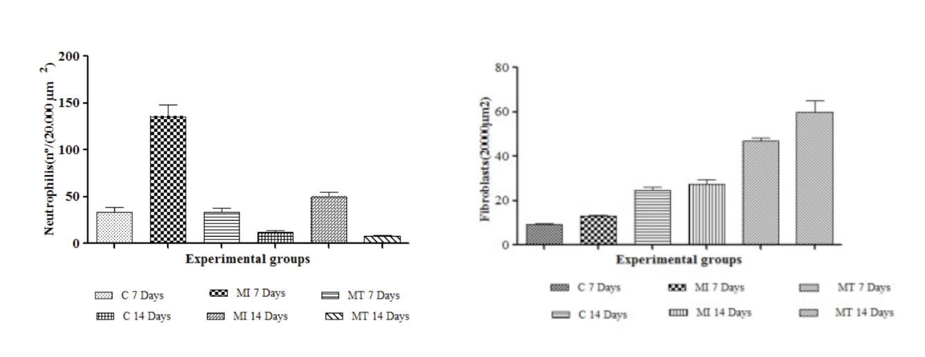 Évolution des nombres de neutrophiles et de fibroblastes avec ou sans application topique d'huile de buriti.