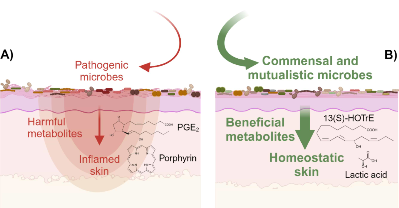 Concept du "Scalp Microbiome Reset".
