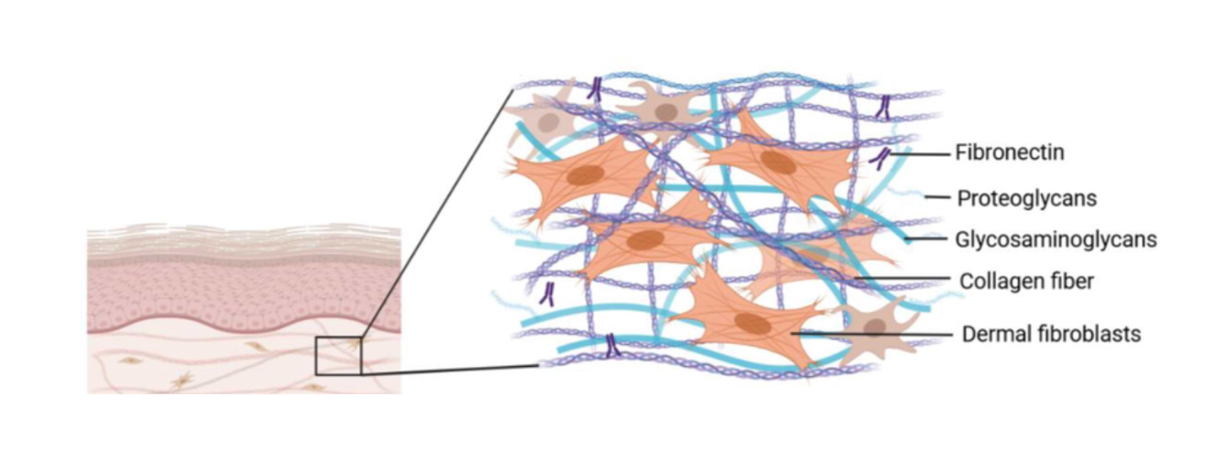 Structure de la matrice extracellulaire.