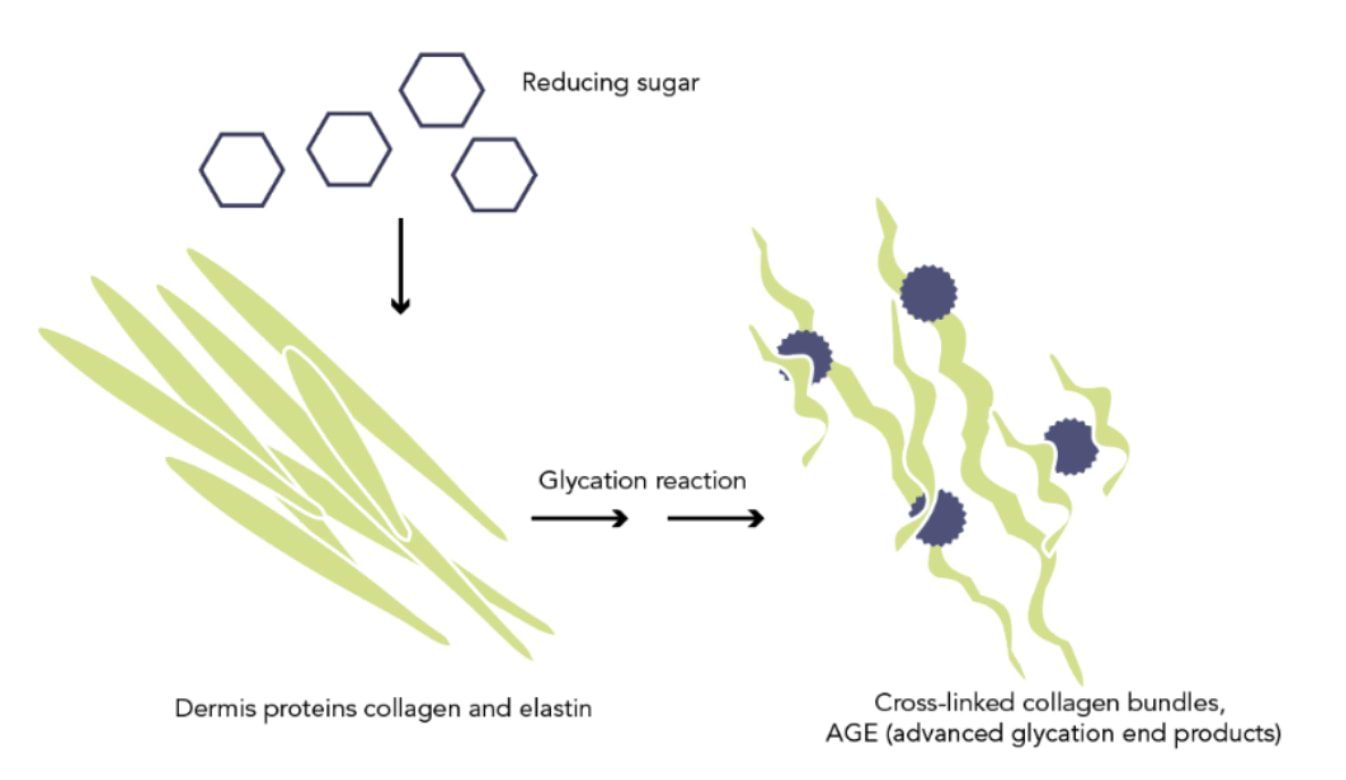 Le processus de glycation.