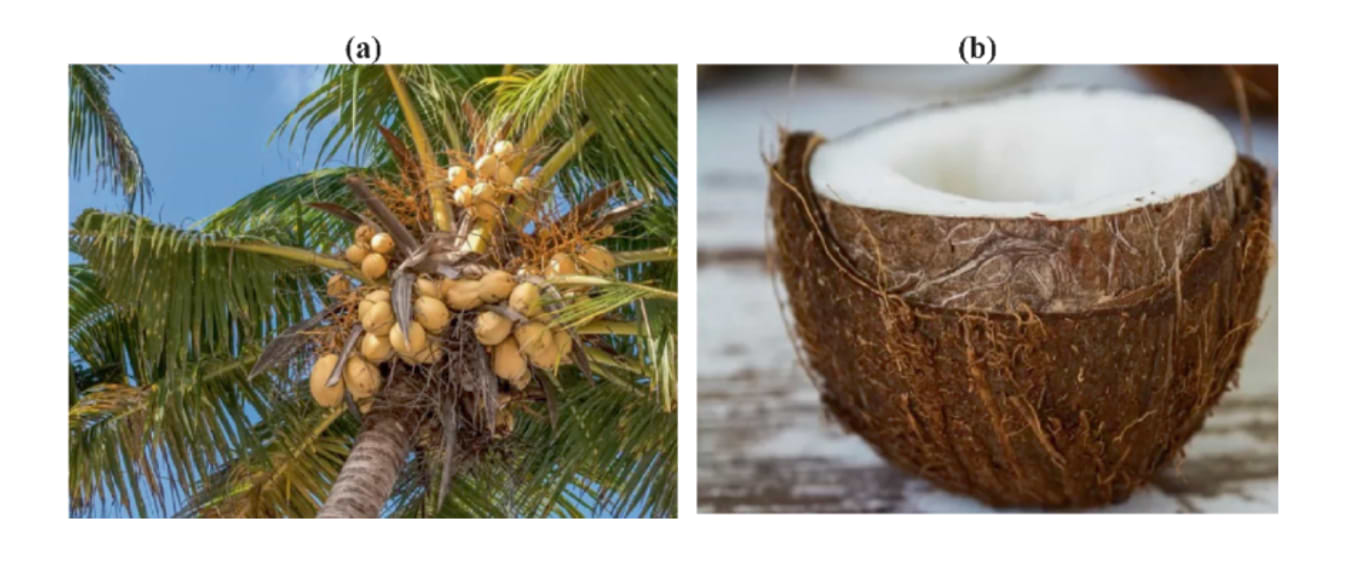 Cocotier (a) et noix de coco (b).