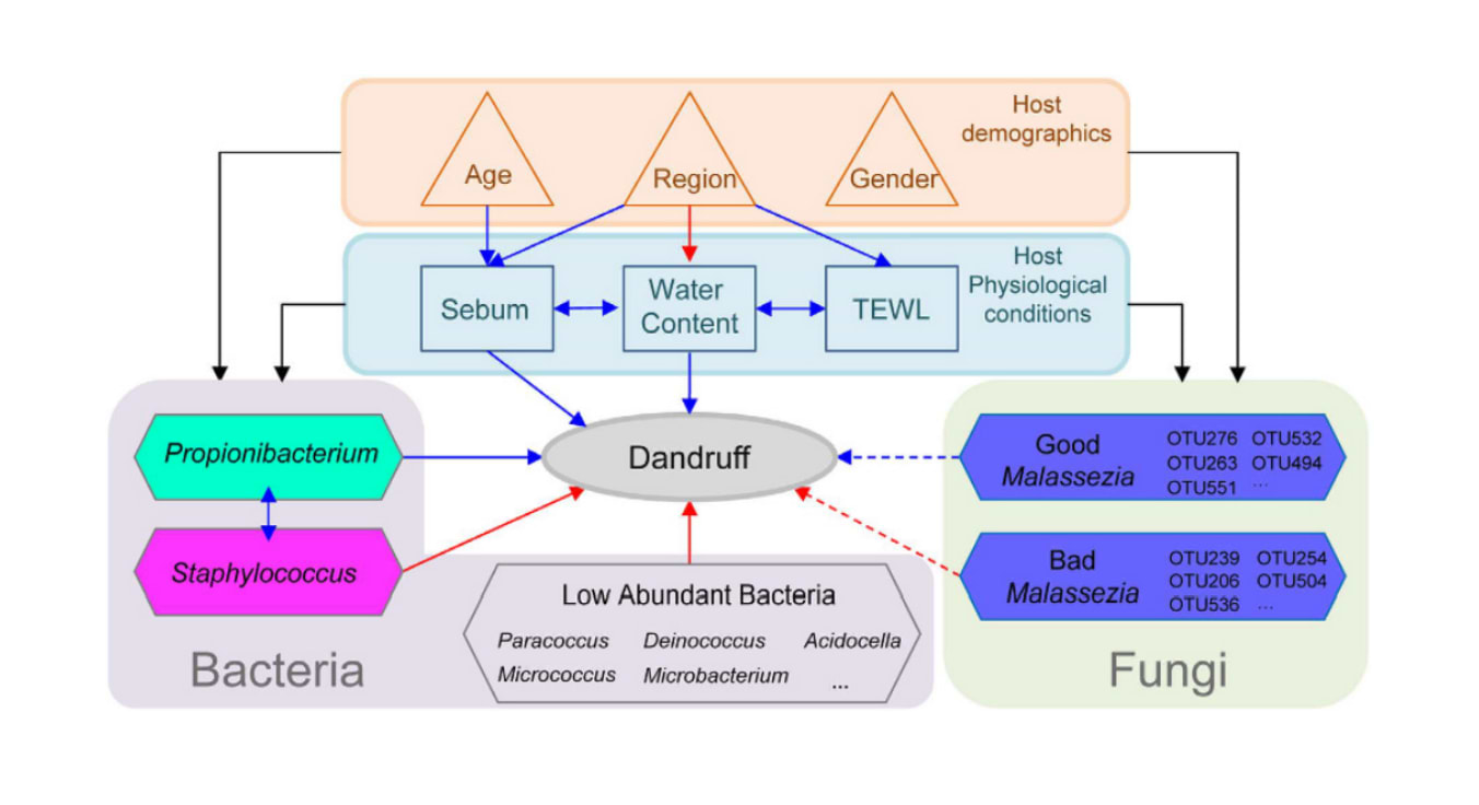 Aperçu des relations entre les pellicules, la démographie de l'hôte, les conditions physiologiques et les micro-organismes. La couleur des flèches correspond à la relation : effet positif (rouge), négatif (bleu) ou unique (noir).