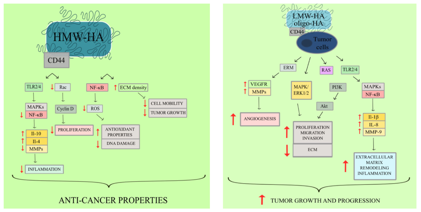 Le paradoxe du lien entre l'acide hyaluronique et le cancer.