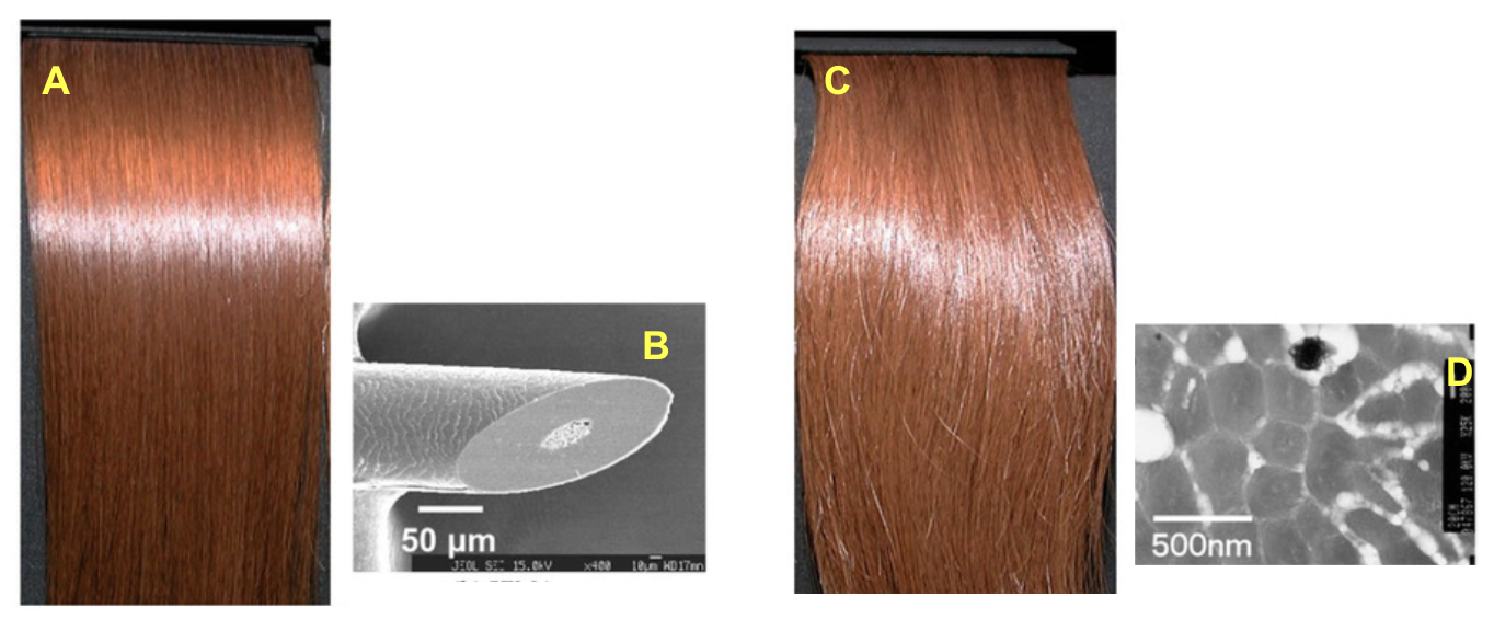 Illustration de la porosité des cheveux.