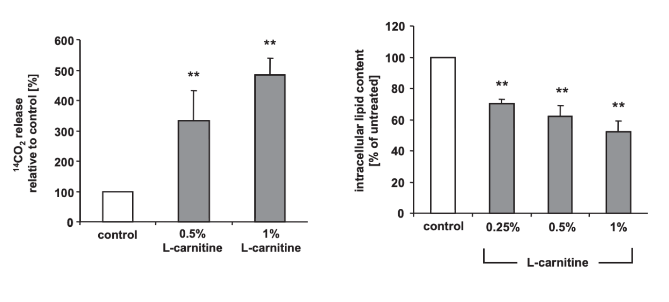 Effets de la L-carnitine sur la β-oxydation et sur la quantité de lipides intracellulaires.