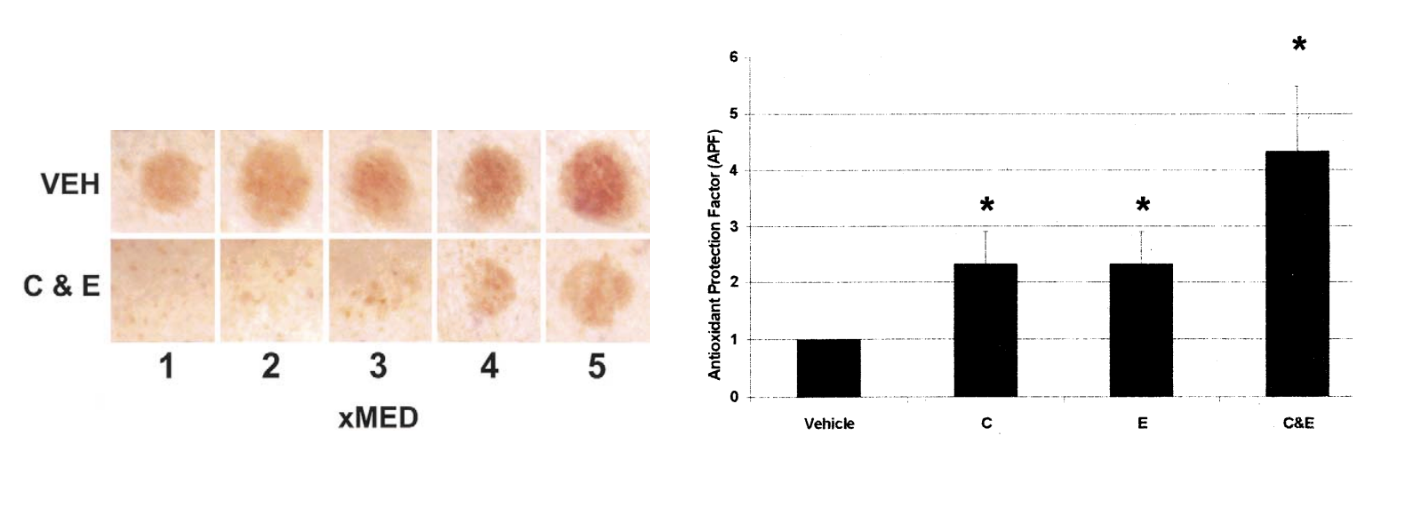 Synergie antioxydante entre la vitamine C et la vitamine E.
