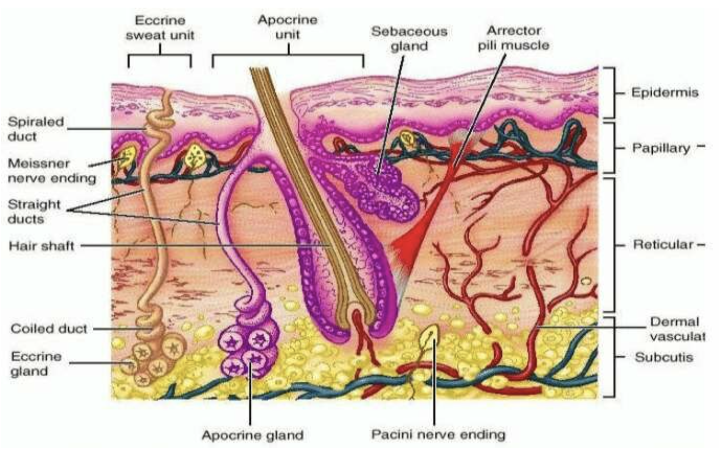 La structure de la peau – Zoom sur le derme.